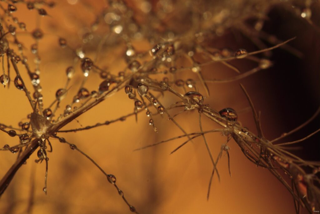 imavia macro photograpgy rain drop